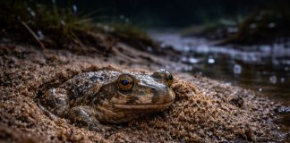 Лопатница пелобатес Лопатница пелобатес