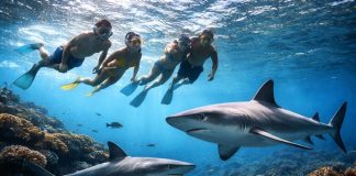 Почему акулы редко нападают на людей