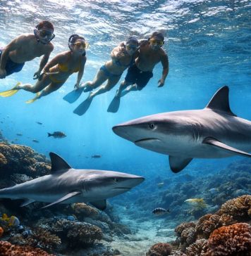 Почему акулы редко нападают на людей