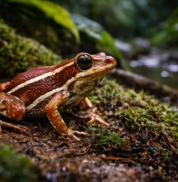 Эквадорская древолазка Epipedobates anthonyi