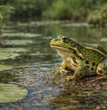 Лягушка водяная