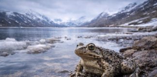 Лягушка озёр Тибета (тибетская плато-лягушка, Nanorana parkeri): холод, гипоксия и жизнь на «крыше мира» Лягушка озёр Тибета (тибетская плато-лягушка, Nanorana parkeri): холод, гипоксия и жизнь на «крыше мира»