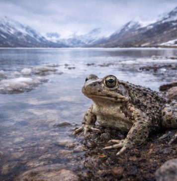 Лягушка озёр Тибета (тибетская плато-лягушка, Nanorana parkeri): холод, гипоксия и жизнь на «крыше мира» Лягушка озёр Тибета (тибетская плато-лягушка, Nanorana parkeri): холод, гипоксия и жизнь на «крыше мира»