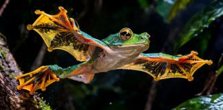 Лягушка-парусник (чернолапый веслоног, Rhacophorus nigropalmatus): «планёр» тропического леса Лягушка-парусник