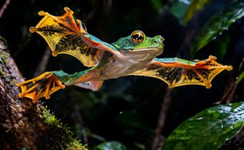 Лягушка-парусник (чернолапый веслоног, Rhacophorus nigropalmatus): «планёр» тропического леса Лягушка-парусник