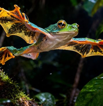 Лягушка-парусник (чернолапый веслоног, Rhacophorus nigropalmatus): «планёр» тропического леса Лягушка-парусник