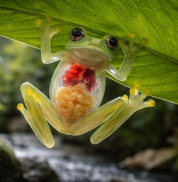 Стеклянная лягушка (центроленида) Стеклянная лягушка (центроленида)