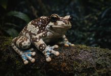 Суринамская квакша