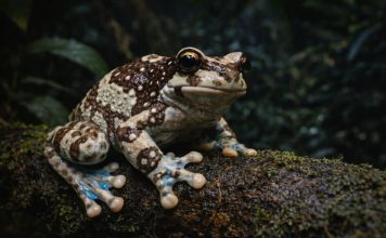 Суринамская квакша