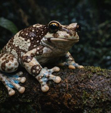 Суринамская квакша