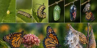 Размножение бабочек: метаморфоз, диапауза и выбор растения-хозяина