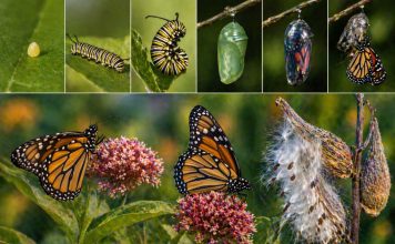 Размножение бабочек: метаморфоз, диапауза и выбор растения-хозяина