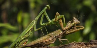 Размножение богомолов: мифы и реальность каннибализма