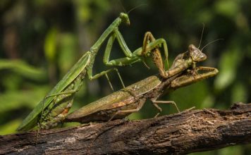 Размножение богомолов: мифы и реальность каннибализма