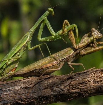 Размножение богомолов: мифы и реальность каннибализма