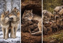 Размножение волков: моногамия пары и роль стаи в выращивании щенков