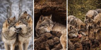 Размножение волков: моногамия пары и роль стаи в выращивании щенков
