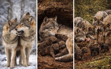 Размножение волков: моногамия пары и роль стаи в выращивании щенков