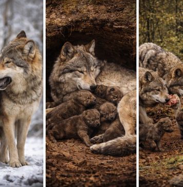 Размножение волков: моногамия пары и роль стаи в выращивании щенков