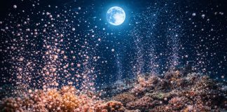 Размножение кораллов: массовый нерест и синхронизация по Луне