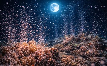 Размножение кораллов: массовый нерест и синхронизация по Луне
