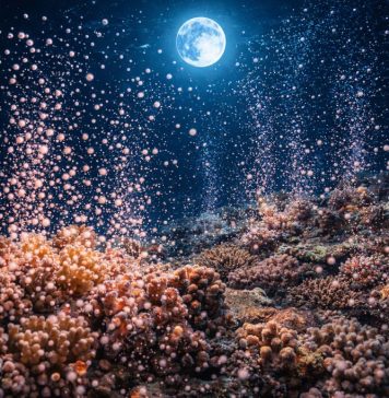 Размножение кораллов: массовый нерест и синхронизация по Луне