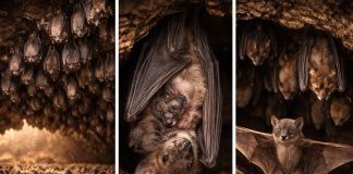 Размножение летучих мышей: колонии, хранение спермы и роды «по сезону»