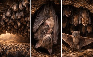 Размножение летучих мышей: колонии, хранение спермы и роды «по сезону»