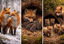 Размножение лис: сроки гона и «детский сад» у норы