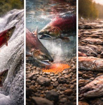 Размножение лосося: нерест, навигация и цена возвращения