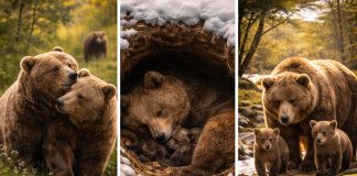 Размножение медведей: задержка имплантации и рождение в берлоге