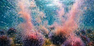 Размножение морских ежей: внешнее оплодотворение и «облако гамет»