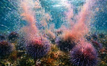 Размножение морских ежей: внешнее оплодотворение и «облако гамет»