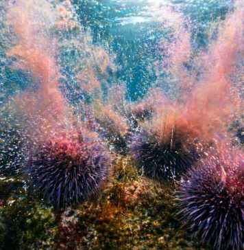 Размножение морских ежей: внешнее оплодотворение и «облако гамет»