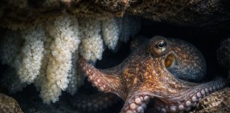 Размножение осьминогов: одна попытка на жизнь и забота о кладке