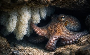 Размножение осьминогов: одна попытка на жизнь и забота о кладке