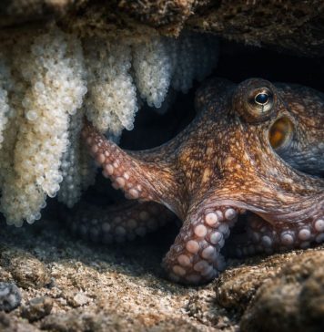 Размножение осьминогов: одна попытка на жизнь и забота о кладке