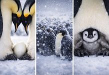 Размножение пингвинов: обмен яйцом, голодовки и смены на гнезде