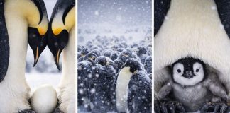 Размножение пингвинов: обмен яйцом, голодовки и смены на гнезде