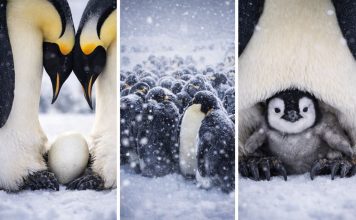 Размножение пингвинов: обмен яйцом, голодовки и смены на гнезде