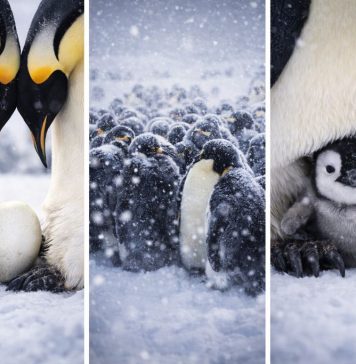 Размножение пингвинов: обмен яйцом, голодовки и смены на гнезде
