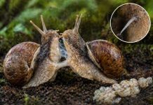 Размножение улиток: гермафродитизм и «любовные стрелы» у некоторых видов