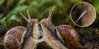 Размножение улиток: гермафродитизм и «любовные стрелы» у некоторых видов