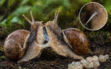 Размножение улиток: гермафродитизм и «любовные стрелы» у некоторых видов