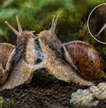 Размножение улиток: гермафродитизм и «любовные стрелы» у некоторых видов