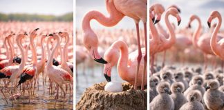 Размножение фламинго: гнездо-«башенка» и коллективные колонии