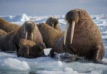 Размножение моржей: гаремы, миграции и высокая цена доминирования