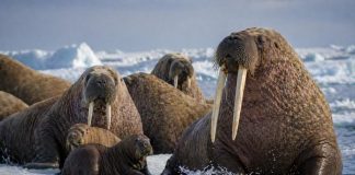 Размножение моржей: гаремы, миграции и высокая цена доминирования