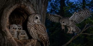 Размножение сов: гнёзда, ночная охота и выращивание птенцов