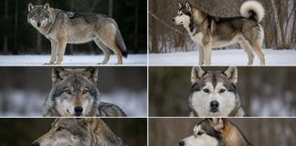 Как отличить волка от крупной собаки Как отличить волка от крупной собаки